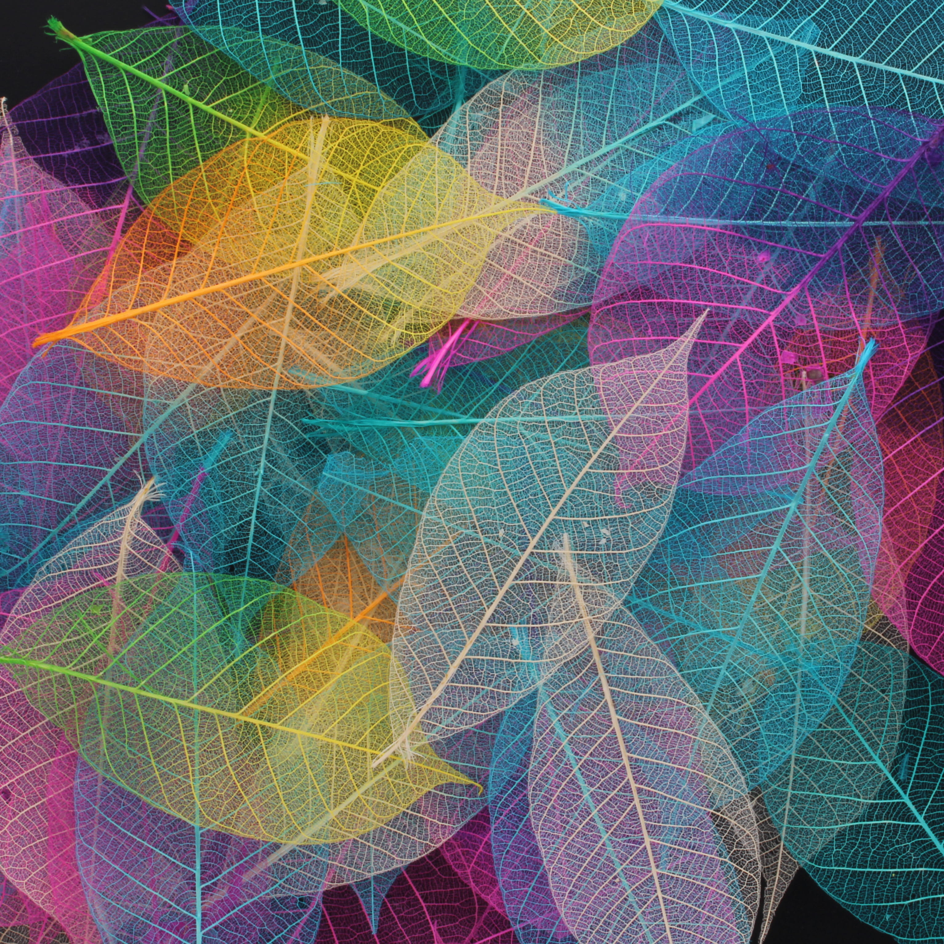 Leaves